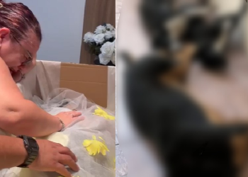 Família pede justiça após três cães serem m0rt0s por envenenamento em Manaus