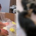 Família pede justiça após três cães serem m0rt0s por envenenamento em Manaus