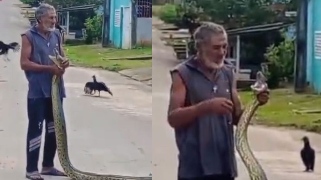 Vídeo: Homem pega sucuri nas mãos e impressiona moradores de Boa Vista do Ramos