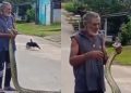 Vídeo: Homem pega sucuri nas mãos e impressiona moradores de Boa Vista do Ramos