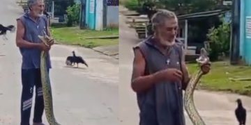 Vídeo: Homem pega sucuri nas mãos e impressiona moradores de Boa Vista do Ramos