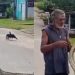 Vídeo: Homem pega sucuri nas mãos e impressiona moradores de Boa Vista do Ramos