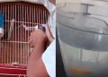 Vídeos de crueldade contra animais colocam garoto de 13 anos na mira da polícia