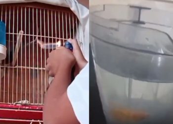 Vídeos de crueldade contra animais colocam garoto de 13 anos na mira da polícia