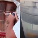 Vídeos de crueldade contra animais colocam garoto de 13 anos na mira da polícia