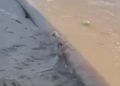 Vídeo: No meio do Rio Amazonas, cadela em tronco é salva durante viagem a Parintins