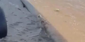 Vídeo: No meio do Rio Amazonas, cadela em tronco é salva durante viagem a Parintins