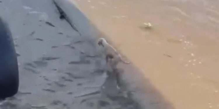 Vídeo: No meio do Rio Amazonas, cadela em tronco é salva durante viagem a Parintins