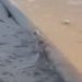 Vídeo: No meio do Rio Amazonas, cadela em tronco é salva durante viagem a Parintins
