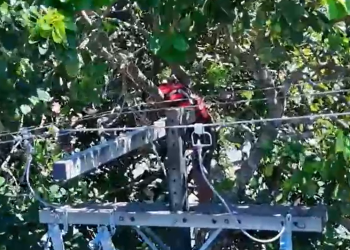 Vídeo: Homem m0rr3 no meio de abacateiro após descarga elétrica em fiação no Tancredo Neves