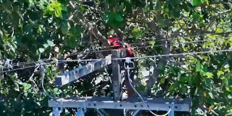 Vídeo: Homem m0rr3 no meio de abacateiro após descarga elétrica em fiação no Tancredo Neves