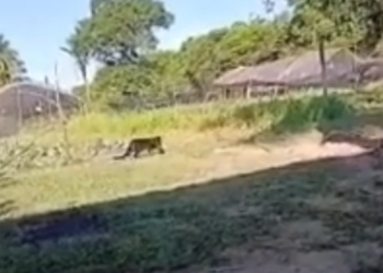 Vídeo: Felino de grande porte acende alerta no KM 6 da Rodovia Carlos Braga, em Iranduba