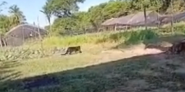 Vídeo: Felino de grande porte acende alerta no KM 6 da Rodovia Carlos Braga, em Iranduba