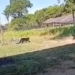 Vídeo: Felino de grande porte acende alerta no KM 6 da Rodovia Carlos Braga, em Iranduba