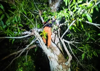 Suspeito vai parar em árvore para escapar da polícia, mas acaba pr3s0 em Maués