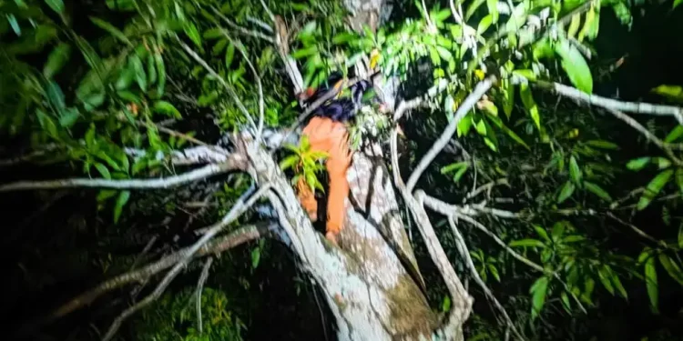 Suspeito vai parar em árvore para escapar da polícia, mas acaba pr3s0 em Maués