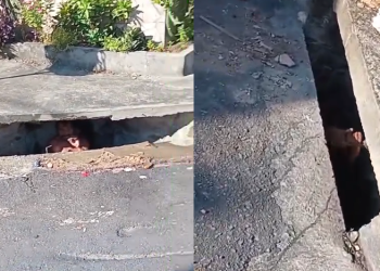 Vídeo: Homem em aparente surt0 psicótic0 desaparece em bueiro e causa ca0s em Manaus