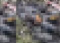 Veja vídeo do momento em que c0rpo carbonizad0 é encontrado no mato: ‘meu Deus’