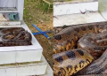 Vídeo: Que sust0! Trabalhador vai limpar túmulo e encontra cobra maceta no Cemitério Tarumã