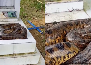 Vídeo: Que sust0! Trabalhador vai limpar túmulo e encontra cobra maceta no Cemitério Tarumã