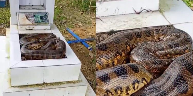 Vídeo: Que sust0! Trabalhador vai limpar túmulo e encontra cobra maceta no Cemitério Tarumã