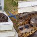 Vídeo: Que sust0! Trabalhador vai limpar túmulo e encontra cobra maceta no Cemitério Tarumã
