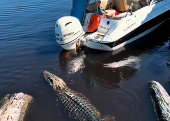 Vídeo: Turistas filmam encontro tranquilo com jacaré durante passeio de barco em Presidente Figueiredo