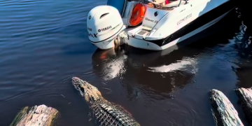 Vídeo: Turistas filmam encontro tranquilo com jacaré durante passeio de barco em Presidente Figueiredo