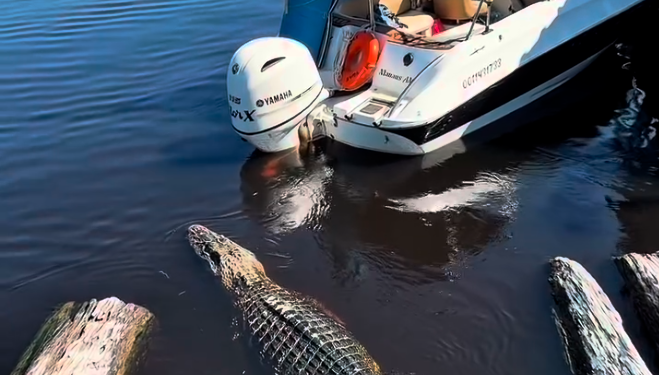 Vídeo: Turistas filmam encontro tranquilo com jacaré durante passeio de barco em Presidente Figueiredo