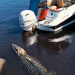 Vídeo: Turistas filmam encontro tranquilo com jacaré durante passeio de barco em Presidente Figueiredo