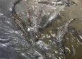 Vídeo: influenciadora filma o “igarapé mais fraco de Manaus” cheio de jacarés