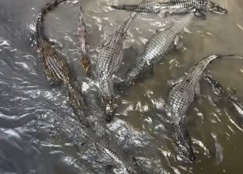 Vídeo: influenciadora filma o “igarapé mais fraco de Manaus” cheio de jacarés