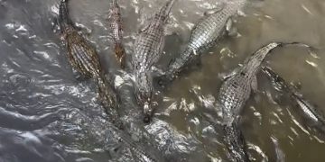 Vídeo: influenciadora filma o “igarapé mais fraco de Manaus” cheio de jacarés