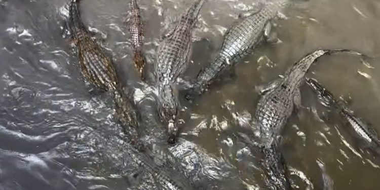 Vídeo: influenciadora filma o “igarapé mais fraco de Manaus” cheio de jacarés