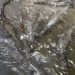 Vídeo: influenciadora filma o “igarapé mais fraco de Manaus” cheio de jacarés