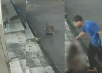 Cenas f0rt3s: Pitbull atac@ e m@ta gato e tutor fica só olhando na Zona Norte de Manaus