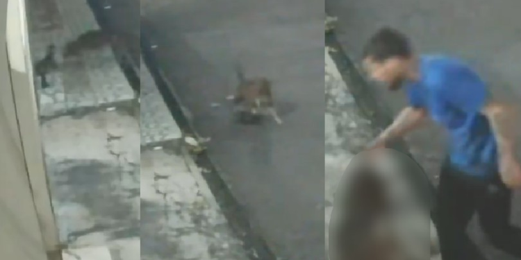 Cenas f0rt3s: Pitbull atac@ e m@ta gato e tutor fica só olhando na Zona Norte de Manaus