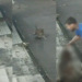 Cenas f0rt3s: Pitbull atac@ e m@ta gato e tutor fica só olhando na Zona Norte de Manaus