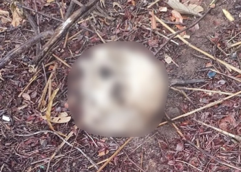 Veja: Jovem confunde crâni0 humano com coco ao procurar frutas em mata na Zona Norte de Manaus