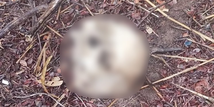 Veja: Jovem confunde crâni0 humano com coco ao procurar frutas em mata na Zona Norte de Manaus