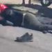 Vídeo: motoqueiro de app deixa passageira no SPA  e acaba atr0pelad0 em Manaus