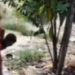 Vídeo: Homem ac3rta as costas do filho de 6 anos com f#ca e depois pede ajuda em Itapiranga