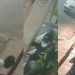 Vídeo mostra bandid0s armad0s invadindo casa para r0ubar em Manaus