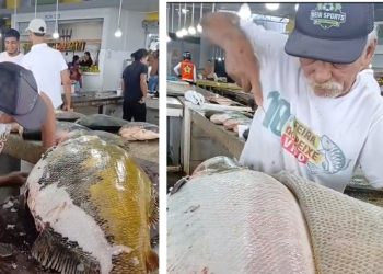 Vídeo: “seu Bigode” mostra como “tratar” um tambaqui de 50 quilos na feira no Amazonas