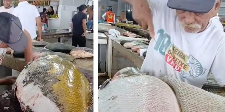 Vídeo: “seu Bigode” mostra como “tratar” um tambaqui de 50 quilos na feira no Amazonas