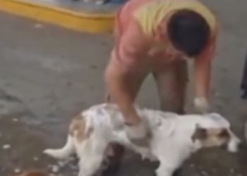 Funcionário é demitido após vídeo dele dando banho em cães de rua viralizar; veja