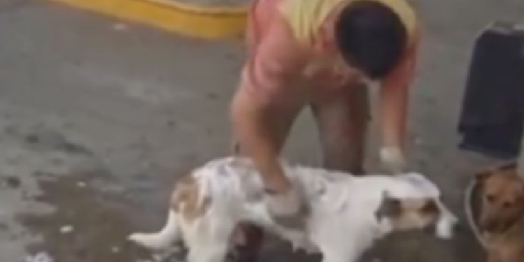 Funcionário é demitido após vídeo dele dando banho em cães de rua viralizar; veja