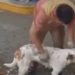 Funcionário é demitido após vídeo dele dando banho em cães de rua viralizar; veja