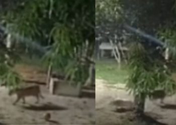 Câmera registra sussuarana dentro de sítio durante a madrugada e assusta moradores no AM