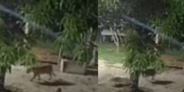 Câmera registra sussuarana dentro de sítio durante a madrugada e assusta moradores no AM